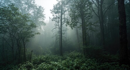 Fototapeta premium Rainforest clearing with diffused sunlight and mist forming a calm atmosphere and copy space