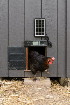Chickens coming in and out of a solar powered chicken coop door.