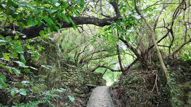 沖縄の聖地・浜川御嶽の神秘的な森と石畳の参道 歩き目線の移動撮影 動画素材 4K
