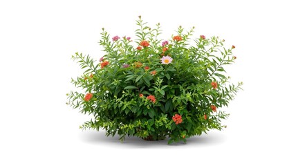 White backdrop featuring isolated garden bush landscaping