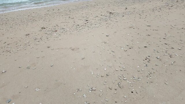 沖縄のビーチ 砂浜に打ち上げられたサンゴの欠片と海藻 クローズアップ パン撮影 動画素材 4K