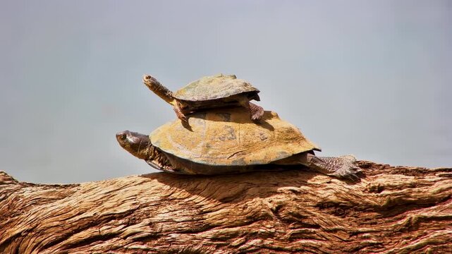 A terrapin extends its neck towards the sun, while another basks on top of its shell.