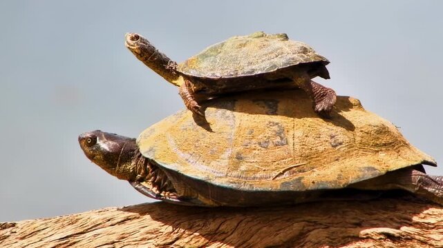 A closeup of a terrapin extending its neck towards the sun, while another basks on top of its shell.
