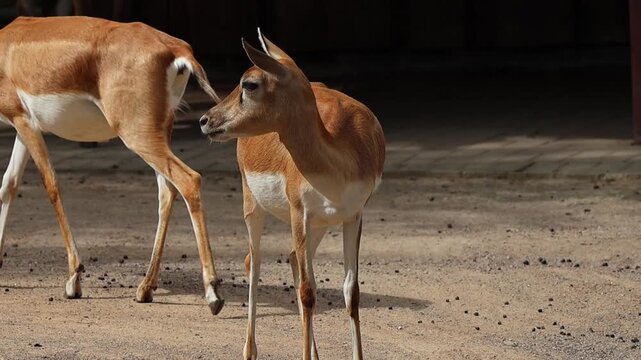 Young female blackbuck antelope standing on dirt ground looking right