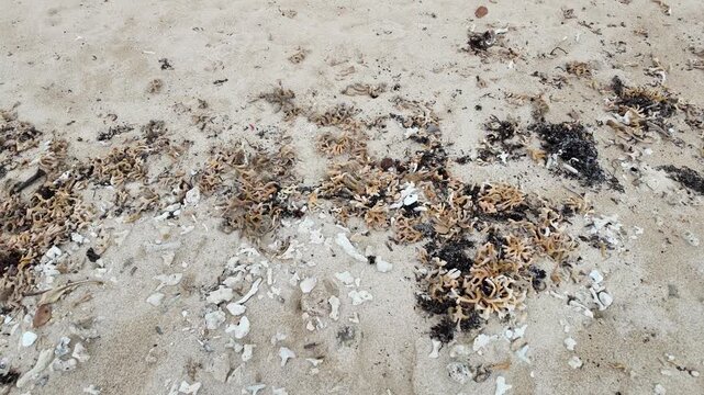沖縄のビーチ 砂浜に打ち上げられたサンゴの欠片と海藻 クローズアップ パン撮影 動画素材 4K