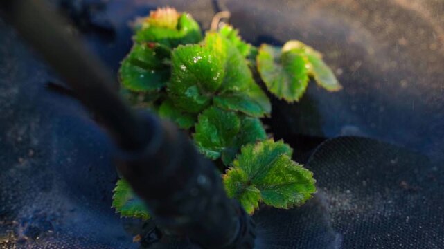 Spraying strawberry bush leaves with disease and pest treatment close-up spring garden bed care