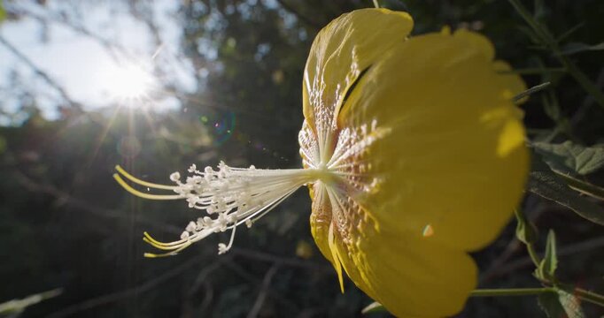 Radiant yellow Persian Mallow in the Western Ghats; golden hour light creating a soft glow. sun flare