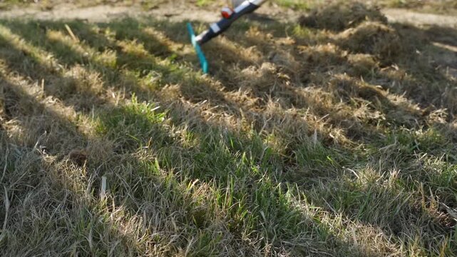 Pile of dry thatch after spring lawn raking in residential backyard