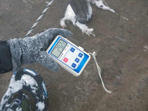 Scientist measuring volcanic soil temperature with thermometer  and probe stick in the ground