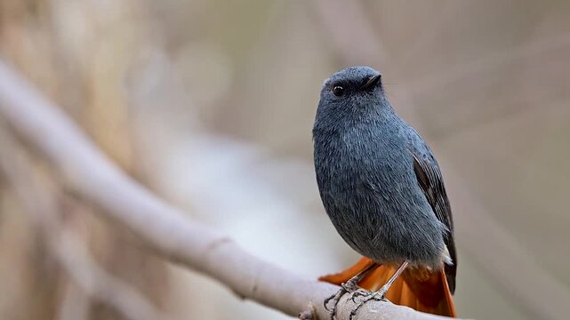 A cinematic view of this active flycatcher, documenting its territorial song sequence during the breeding season in the Murree Hills.