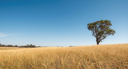 Fototapeta premium Golden grassy plain with single eucalyptus standing tall under a sunny blue sky