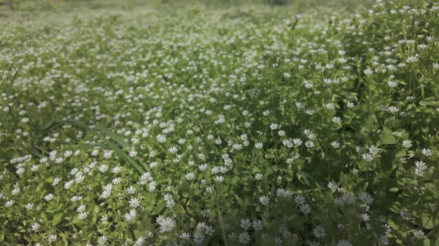 Panorama of dense thickets of white flowers of Chickweed, Stellaria media on a green meadow in spring, slow motion 