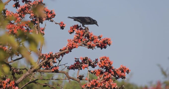 Jungle Crow foraging on orange Butea monosperma flowers in the Western Ghats forest. Flame of the Forest