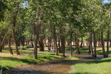 Fototapeta premium Floodplain poplar forest near the river. Branched channels of the Kyzylshin River in Altai.