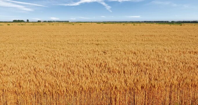 Golden ripe wheat field under a clear blue sky during harvest season