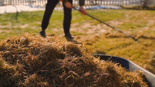 Close-up of rake gathering dried grass clippings on green lawn in spring