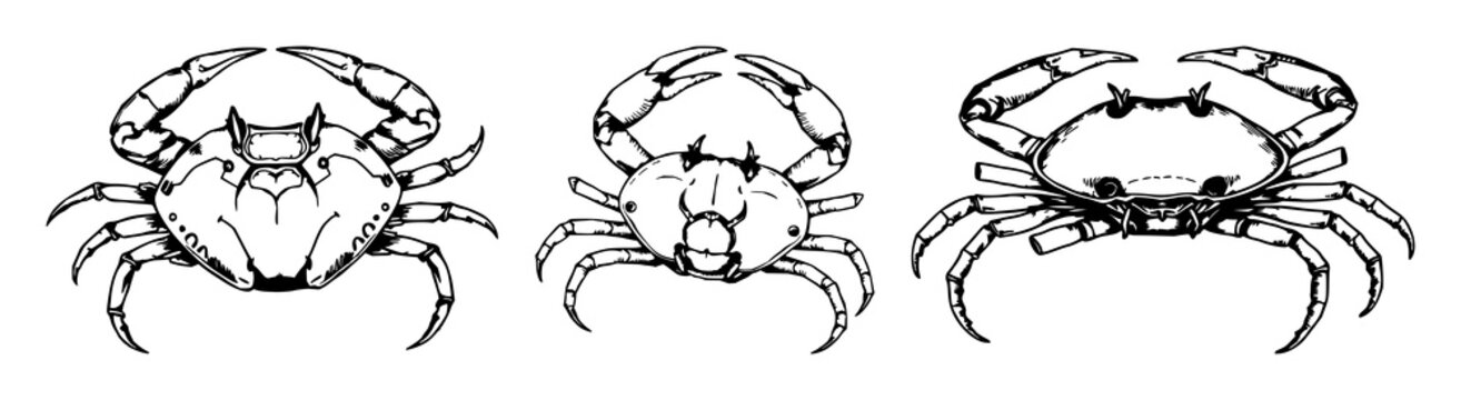 Hand-drawn scientific illustration of a horseshoe crab, marine biology detail, antique woodcut style, white background. set with simple line art design featuring simple design, minimalist, black an...