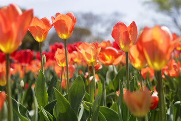 Obraz premium Beautiful tulip flower in the park