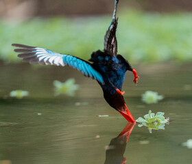 Naklejka premium Tropical Kingfisher Sitting on Branch with Blurred Background