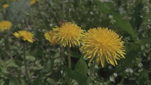 Bee in slow motion collecting pollen from a yellow Dandelion (Taraxacum) flowers and flying away, with Chickweed (Stellaria media) in background, close-up 
