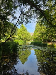 Obraz premium lake in the forest