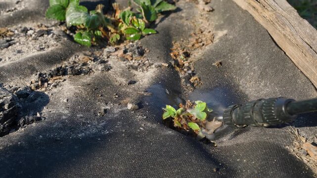 Young strawberry bushes with small leaves treated with fungicide on sunny spring day