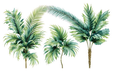 Fototapeta premium Palm trees with green leaves on white background tropical plants foliage