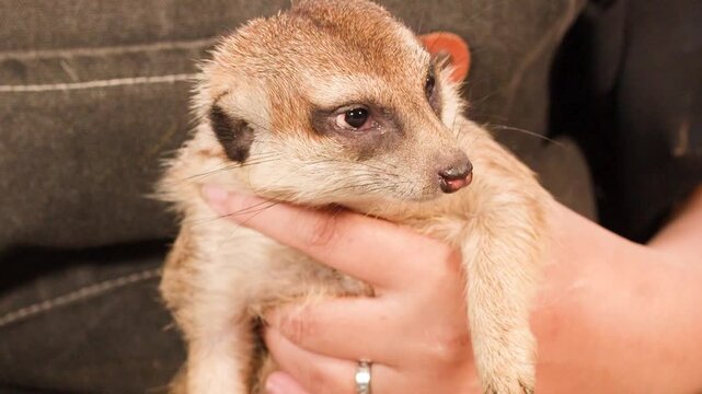 Close Up of a Person Holding and Feeding a Small Meerkat