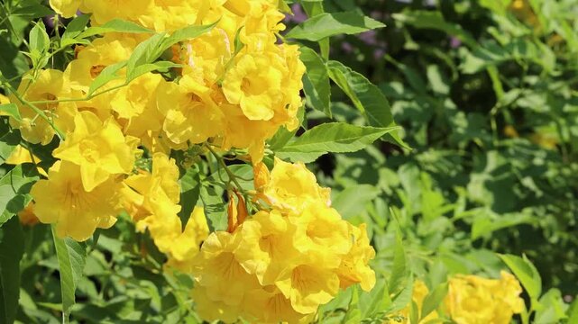 Close Up of Vibrant Yellow Trumpet Flowers Blooming in Bright Sunlight