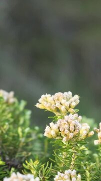 Vertical Close Up of Ozothamnus Turbinatus Flowers in Bloom
