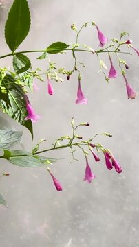 Vertical Close-up of Pink Strobilanthes Cusia Flowers in Misty Garden
