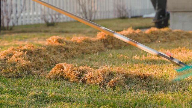 Gardener dethatching lawn with rake removing dry grass after winter