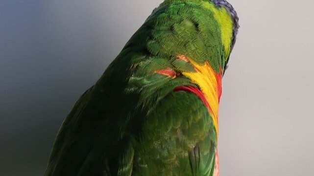 Close-up of a Vibrant Rainbow Lorikeet Turning Its Head