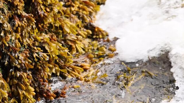 Close Up of Ocean Waves Crashing Over Seaweed Covered Rocks