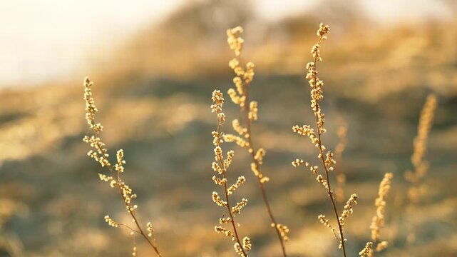The ears of yellow dry grass are beautifully illuminated by the golden sun at sunset. Natural light. Beauty in nature.