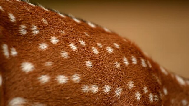Spotted animal fur detail.