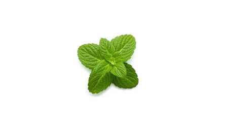 Fototapeta premium White background showcasing a fresh mint herb plant with detailed leaves