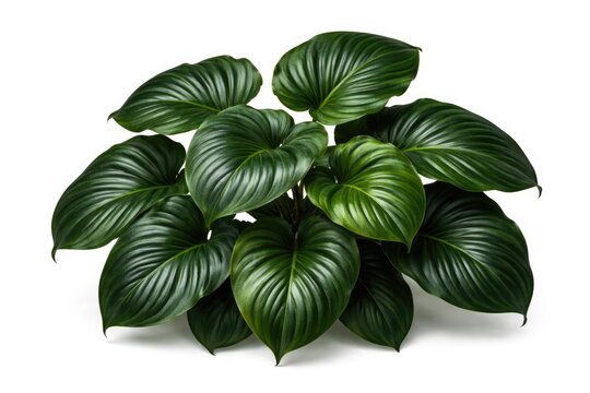 Vibrant Homalomena Leaves on White Background for Botanical Decor