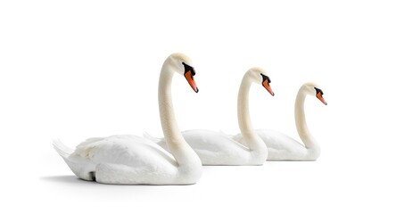 Fototapeta premium Swans alone on a bright white plain background