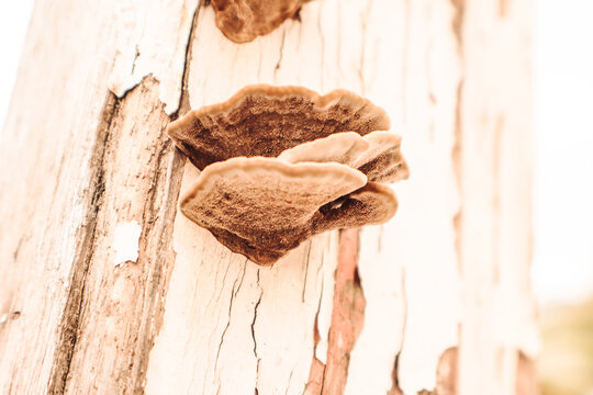 Close up of Wild Polypore Shelf Mushroom on Weathered Tree Trunk Texture