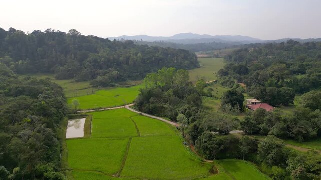 Aerial view of lush green rice fields in a valley in Coorg district, India.
