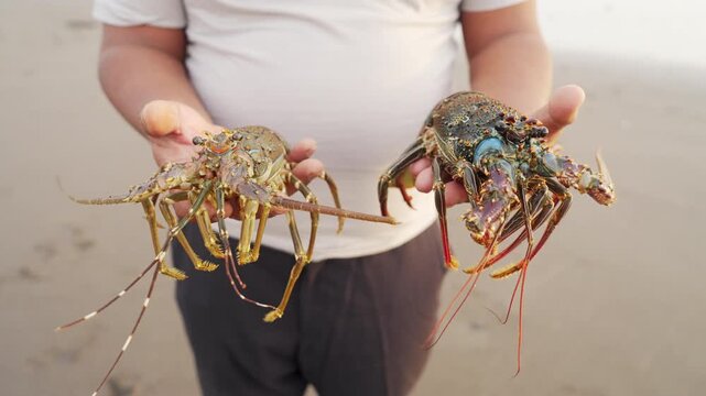 balinese fisherman caught a scalloped spiny lobster, panulirus homarus, and a mud spiny lobster, panulirus polyghagus, in tabanan, bali, indonesia, southeast asia, close-up