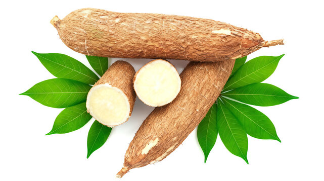 Fresh whole and sliced cassava roots with green leaves isolated on white background. Raw yuca or manioc, healthy starch source.