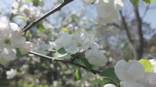 Camera moves around branch covered in white flowers on a blossoming apple tree, close-up
