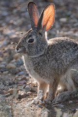 Obraz premium Desert cotton tail bunny rabbit in the morning sun
