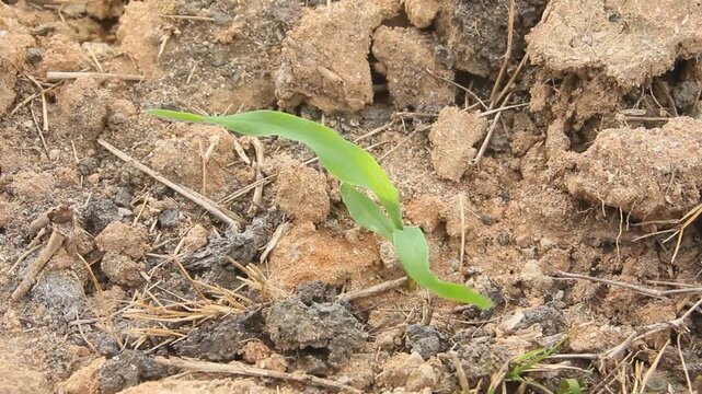 Sweet corn or zea mays saccharata sturt, young corn plants in the field, young corn that lives on the surface of fertile soil