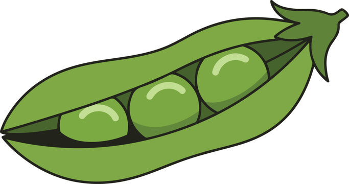 A vibrant green pea pod opened to reveal three fresh, plump peas inside.