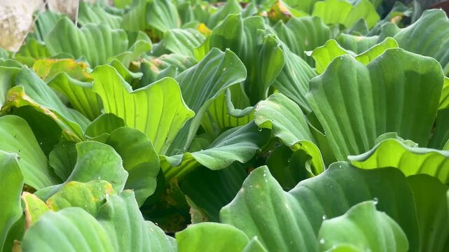 A video showing the top view of green watercress leaves floating on calm freshwater near a sandy beach