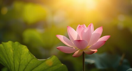 Obraz premium Tranquil lotus flower developing in soft sun glow