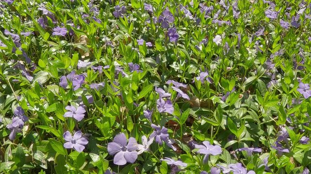 Moving forward in a clearing covered with many Dwarf Periwinkle flowers, Vinca minor, close-up